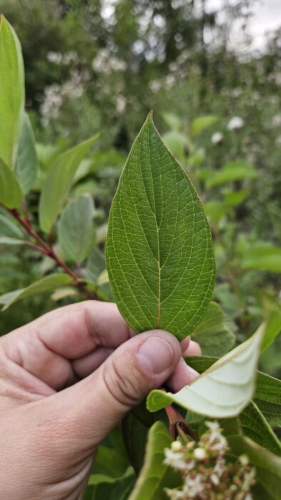 Hand håller ett oidentifierat grönt blad i närbild mot en suddig trädgårdsbakgrund.
