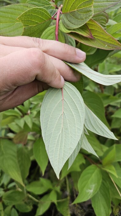 Hand håller ett blad med ljusgrön undersida och röd stjälk, omgiven av gröna blad.