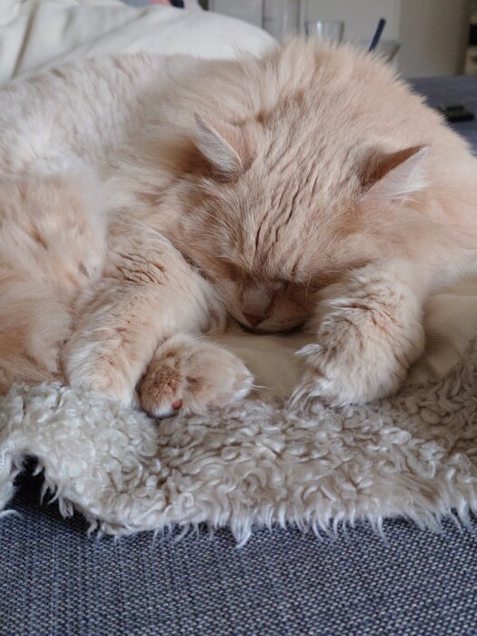 Sovande katt med fluffig päls, liggandes på en mysig filt.