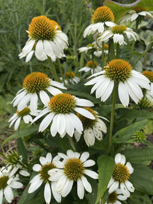 Vit sommarrudbeckia med gröngula centralknoppar och vita kronblad i grönskande trädgård.