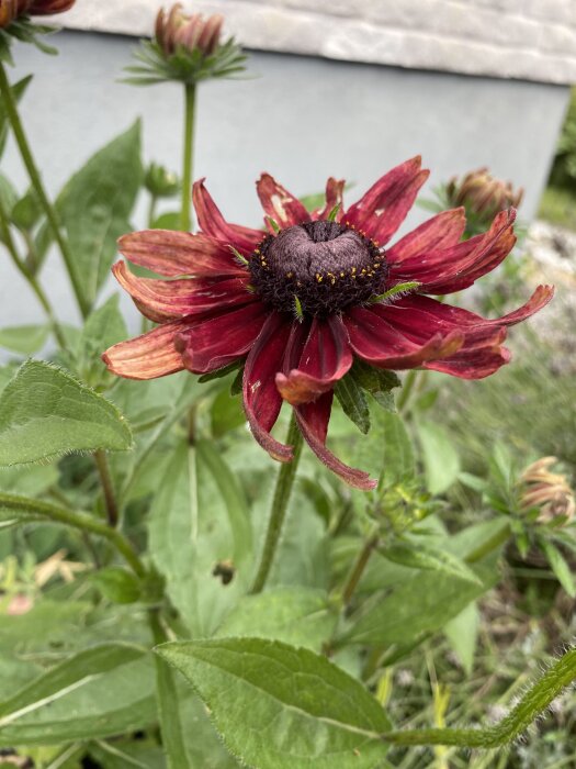 Röd blommande Sommarrudbeckia mot en suddig bakgrund av gröna blad och en grå vägg.