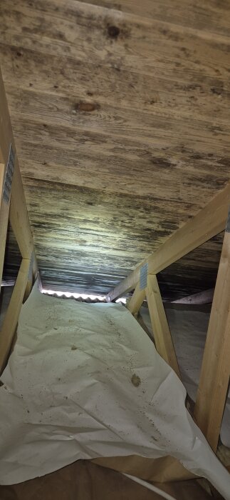 Träplanktak i vindsutrymme med mörka fläckar och pappersskydd på golvet. Konstruktionen består av trästöttor och metallförbindningar.