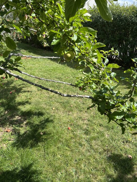Äppelträd med långa grenar och lövverk i solen, äpplen hänger bland bladen, grön gräsmatta i bakgrunden.
