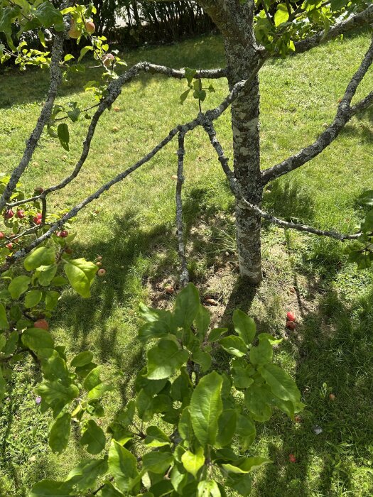 Gammalt äppelträd med långa, tunna grenar och löv längst ut, med gräs och fallna äpplen vid foten.