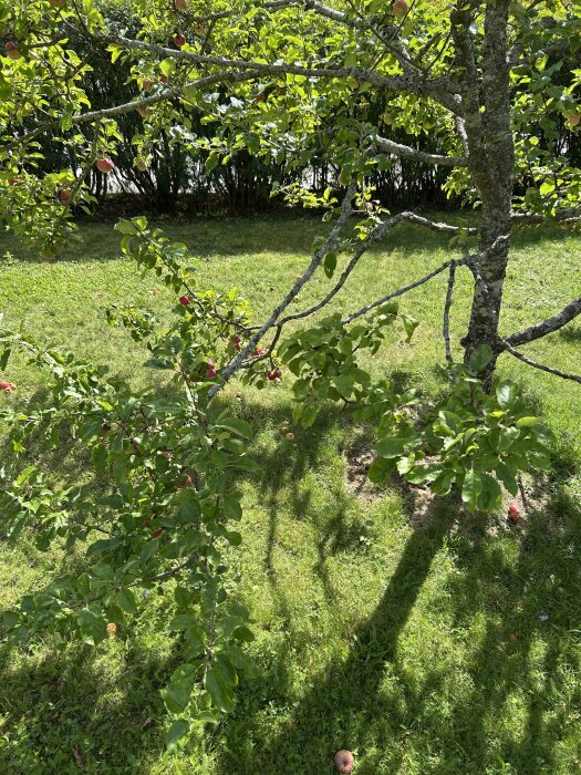 Äppelträd med tunna och låga grenar, täckt med lövverk och några äpplen, i en solig trädgård.