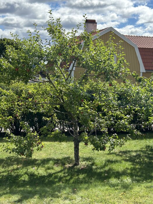 Äppelträd med långa, tunna grenar och lövverk längst ut, framför ett gult hus med rött tak, under en molnig himmel.