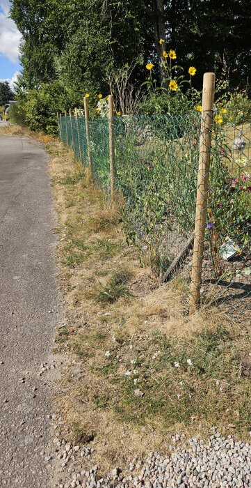 Nätstaket med trästolpar längs en asfalterad väg, omgiven av grönska och gula blommor.