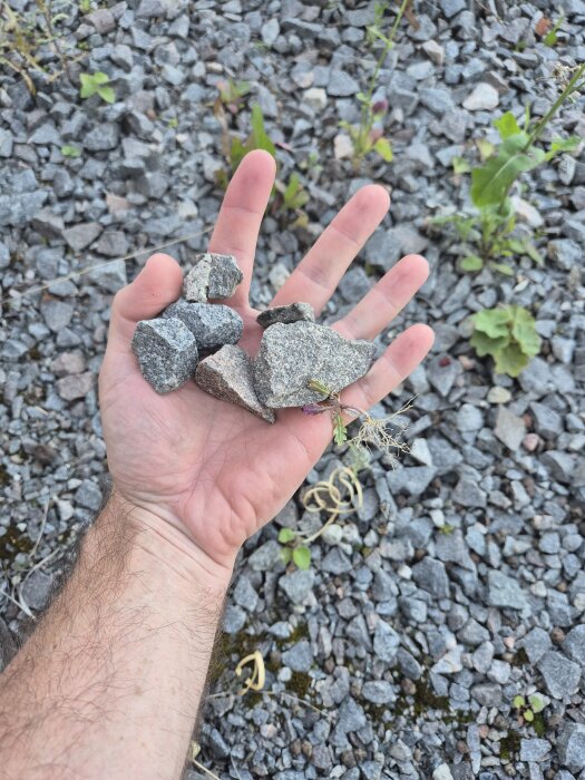 Hand som håller grova stenar ovanför en yta av krossad sten, med växtlighet i bakgrunden.