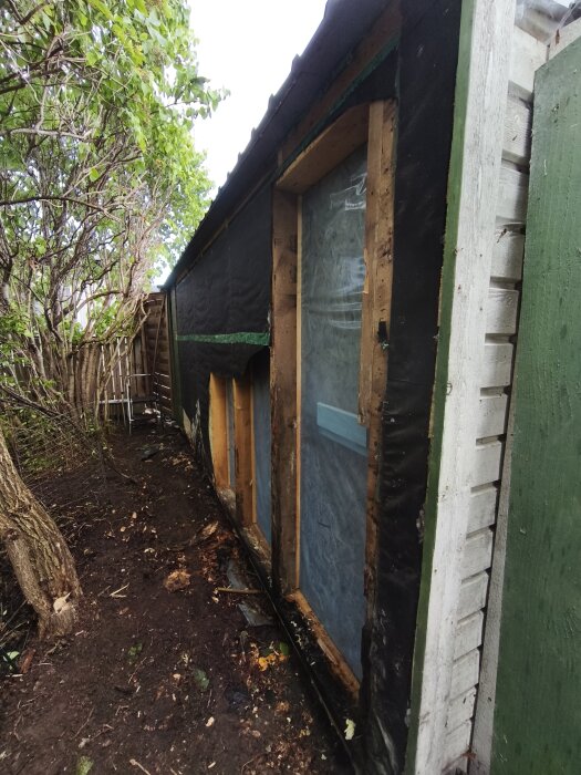 Skadad vägg bakom attefallshus, OSB-skiva borttagen. Tre första väggreglarna skadade, mark och träd bredvid, grön målad panel synlig.