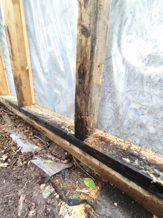 Skadad vägg i attefallshus med synliga väggreglar och OSB-skiva; träet är mörknat och ser ut att vara skadat.