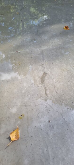 Sprucken betongplatta med ytliga småsprickor och några löv på ytan. Reflektioner av himmel och träd kan ses på den råa betongytan.