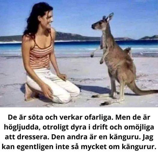 En person sitter på stranden och ler mot en känguru som står upp. Texten under bilden är humoristisk och jämför personen med kängurun.
