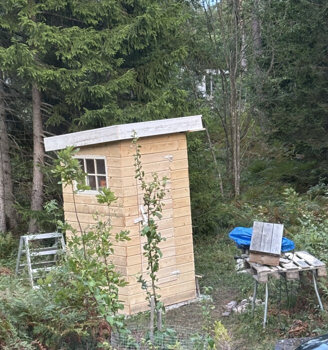 Renoverat utedass i trä med fönster, omgiven av skog och träd, med en stege och arbetsbord bredvid.