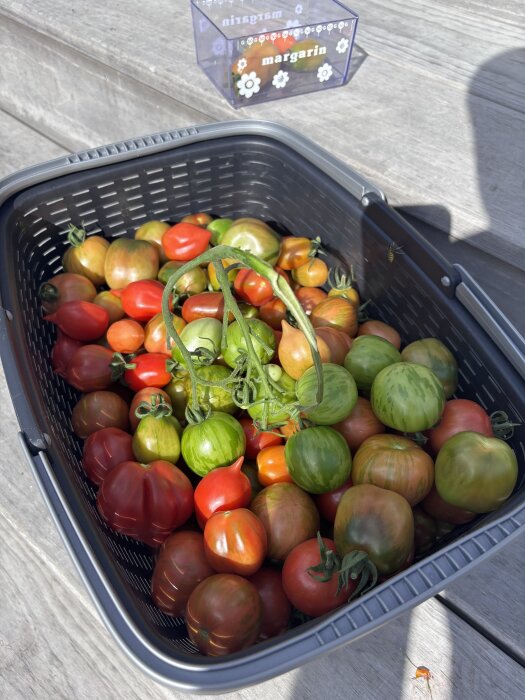 Korg med olika sorters tomater, några gröna och andra röda, skördade och placerade på en träyta.