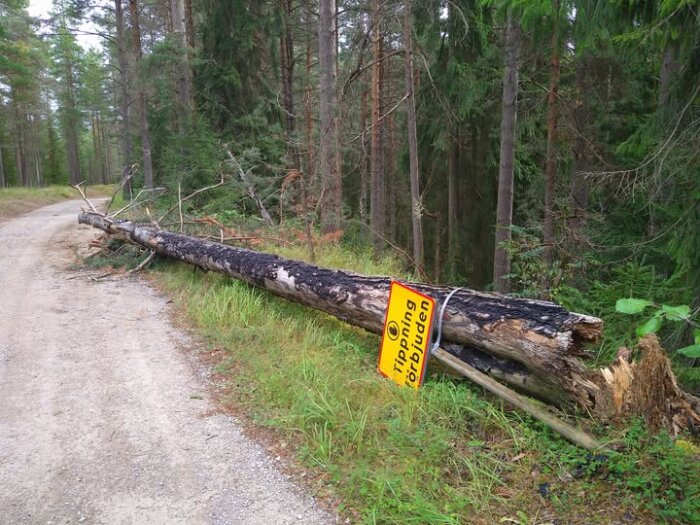 Omkullfallet träd vid vägkant i skog med en gul skylt fastsatt som säger "Tippning förbjuden.