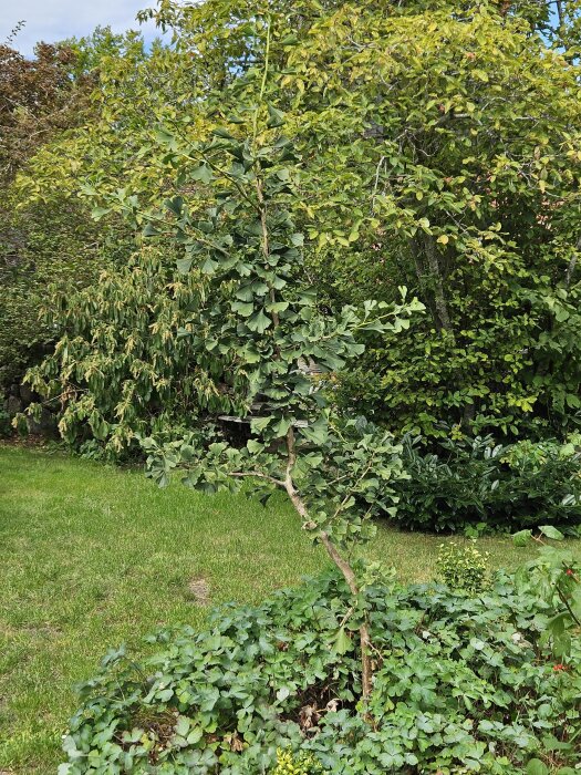 Ett litet träd med gröna blad står bland annat grönska i en trädgård.