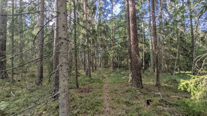 Tät skog med höga träd och grön markvegetation, solljus strömmar genom trädkronorna.