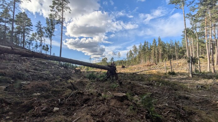 Avverkad skog med fallna träd och tydlig stubbe i förgrunden, omgiven av kvarstående tallar under en molnig och blå himmel.