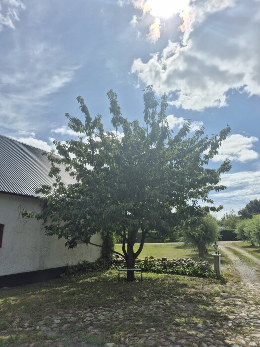 Ett stort bigaråträd vid en vit byggnad, med sol och blå himmel i bakgrunden. Stenlagd mark och grön gräsmatta syns runt omkring.