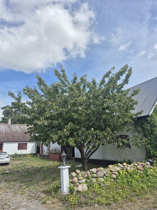 Ett äldre bigaråträd vid ett hus med vit putsfasad, omgiven av en stengärdsgård och gräsmatta, under en blå himmel med moln.