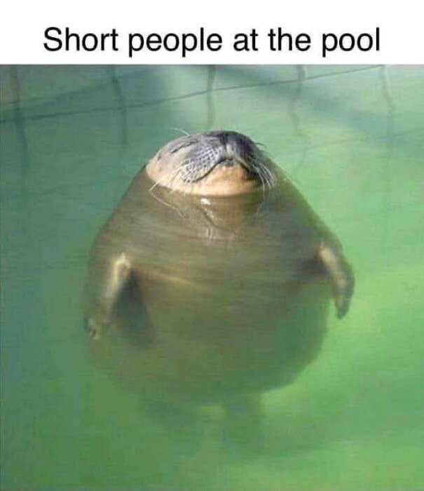 En säl med huvudet ovanför vattenytan i en pool, med texten "Short people at the pool" ovanför.