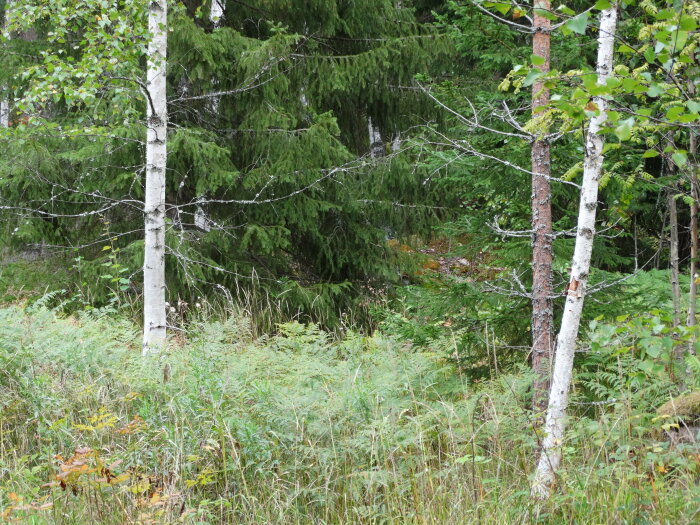 En tät skog med björkstammar, grönskande ormbunkar och barrträd, illustrerar naturen innan trädgården anlades.