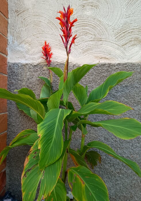 Röd arrowrot med stora gröna blad och röda blommor, stående mot en beige och grå strukturerad vägg.
