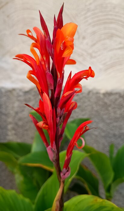 Röd arrowrotplanta med stora, ståtligt röda blommor och gröna blad i bakgrunden.