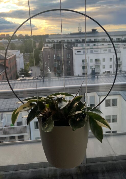 Växtstöd i metall med krukväxt hängande mot stadsutsikt i solnedgång.