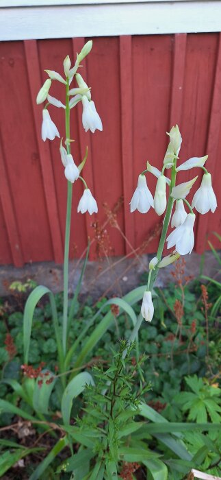 Vit kaphyacint mot en röd trävägg, omgiven av gröna blad och växtlighet.