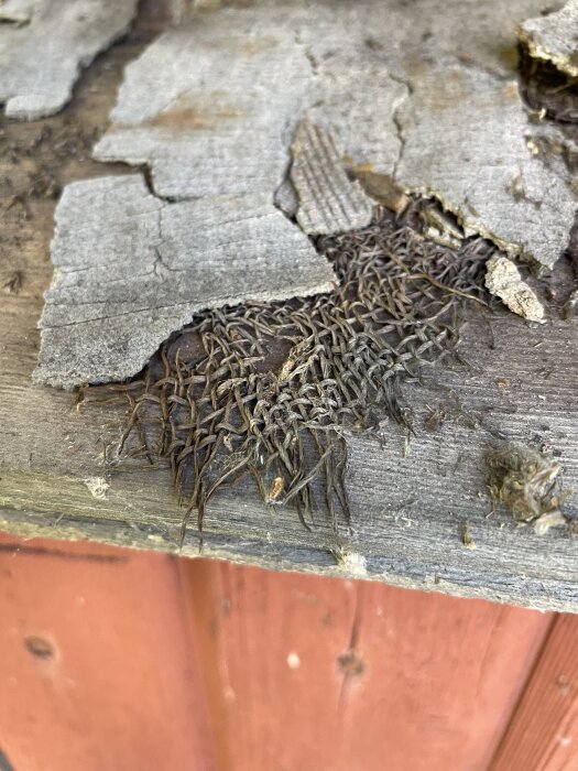 Sprucket material och utstickande trådar under takplåt, liknande juteväv, på en gammal verktygsbod.