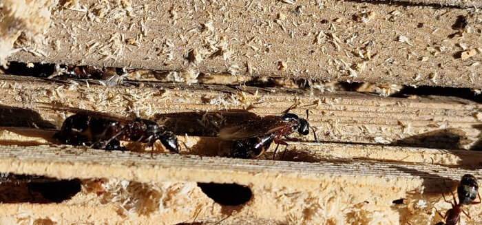 Insekter i en brädhög, ca 3 cm stora, mörka och aggressiva.