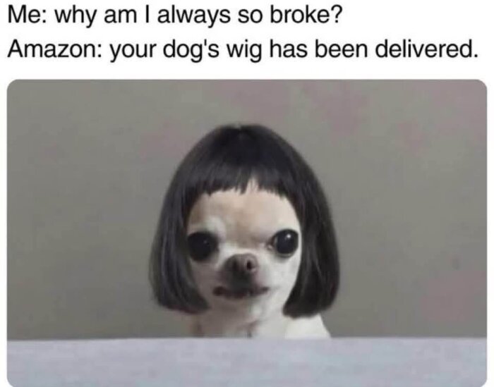 En liten hund bär en peruk med lugg. Text ovanför bilden: "Me: why am I always so broke? Amazon: your dog's wig has been delivered.