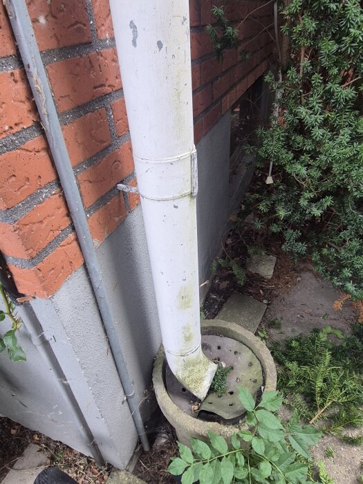 Stuprör mot tegelvägg med avrinning till brunn, omgiven av växter och plattor.