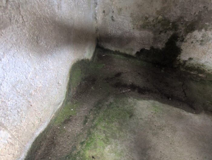 Fuktig källarvägg med mossa och mörka fläckar, synlig fuktskada på betongyta, potentiell risk för vidare spridning av fukt i äldre hus.