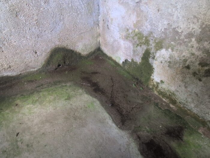 Fuktig källarhörna med mossväxt längs väggarna och sprickor i golvet.