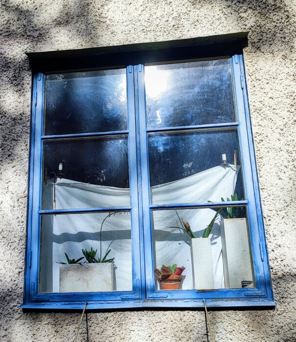 Blåmålat fönster med fyra paneler, insidan dekorerad med små växter i krukor mot en vit gardinbakgrund.