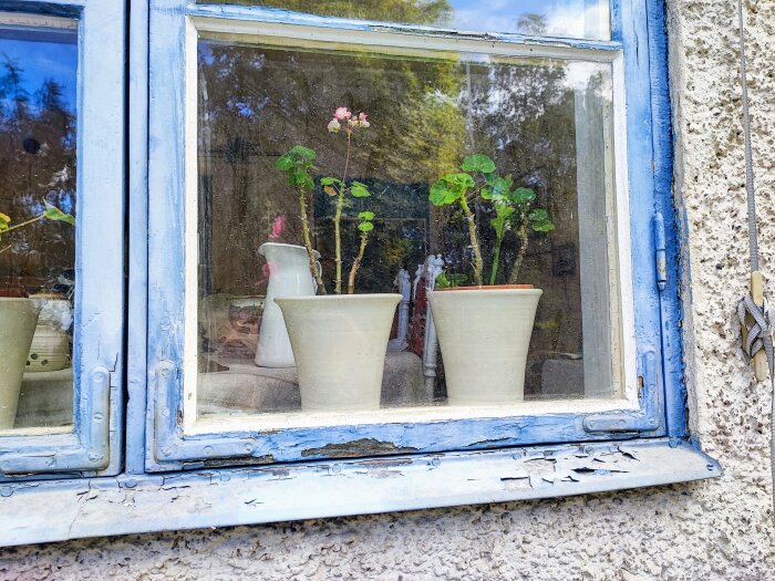 Gamla fönster med blå karmar och blomkrukor, med flagande färg och reveterad fasad synliga.