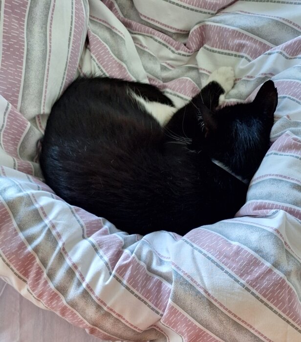 Svartvit katt som sover ihopkurad på randigt täcke i en säng.