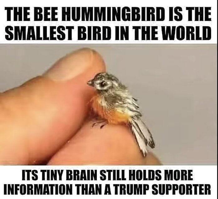 En liten fågel i en persons hand med texten "The bee hummingbird is the smallest bird in the world. Its tiny brain still holds more information than a Trump supporter.