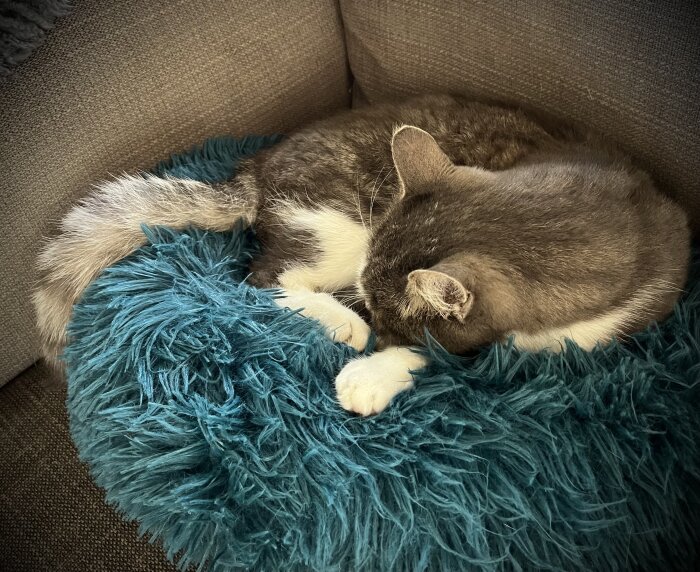 En katt sover på en blå fluffig kudde på en soffa.