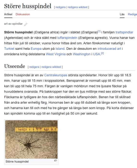 Större husspindel bredvid en linjal som visar spindelns storlek på en grå yta.