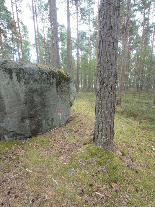 Skog med en stor sten och tallar, täckt av mossa och fallna barr på marken, under en mulen dag.