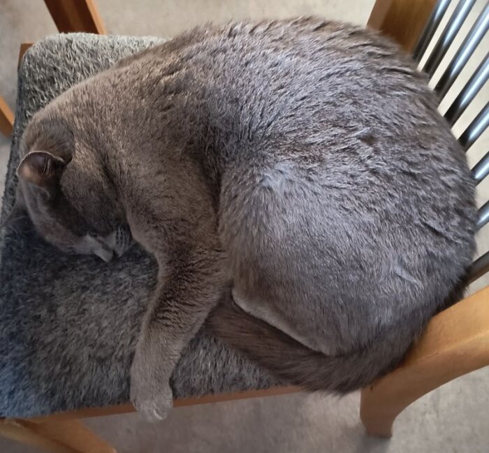 En grå katt sover hopkurad på en stol.