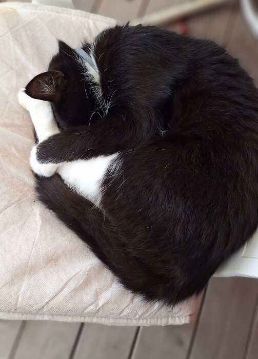 Svartvit katt sover ihopkurad på en beige dyna.