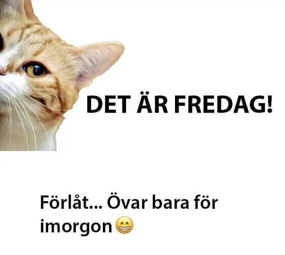 Katt tittar fram i bildens vänstra kant, texten "DET ÄR FREDAG!" och "Förlåt... Övar bara för imorgon" med en glad emoji.
