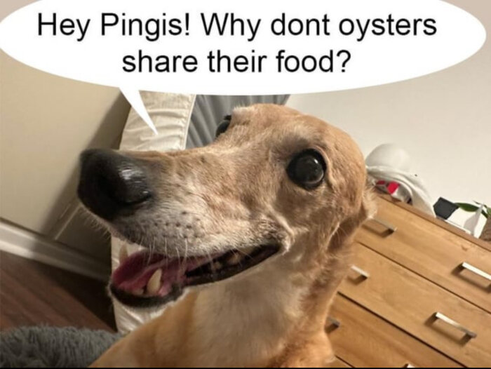 Hund med textbubbla som frågar: "Hey Pingis! Why don't oysters share their food?
