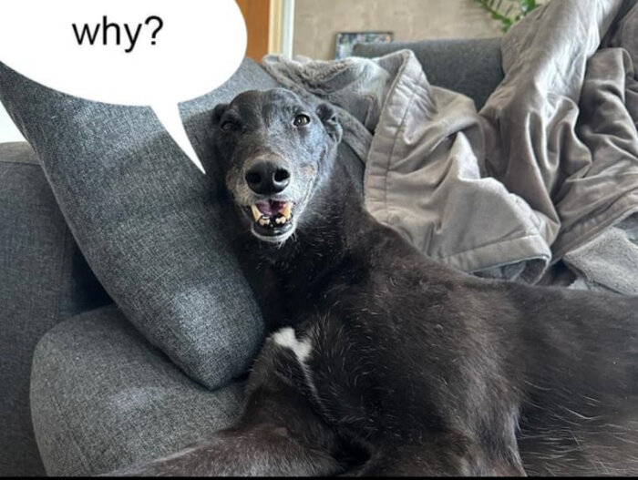 Hund ligger i soffan och tittar med en pratbubbla som säger "why?".