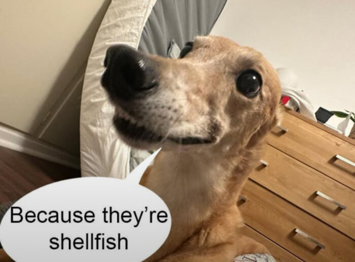 Hund med pratbubbla som säger "Because they’re shellfish".