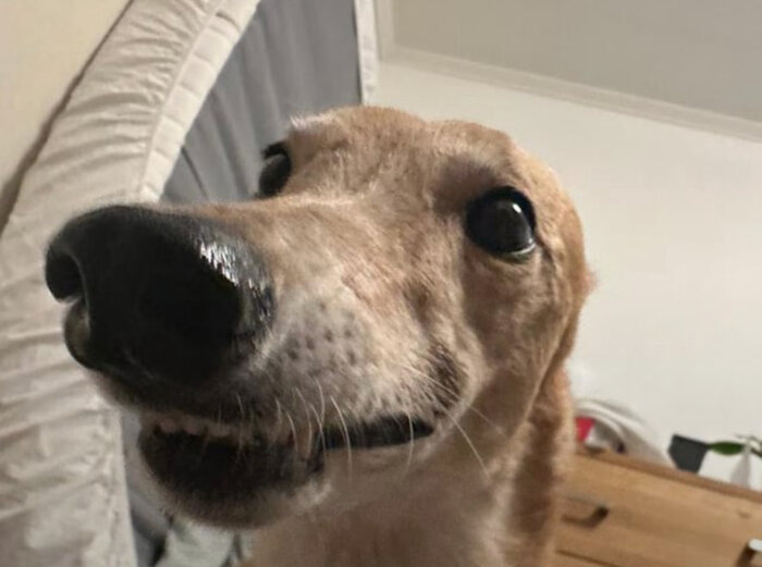 En närbild av en hund som ser lekfull ut, med öppen mun och stora ögon.